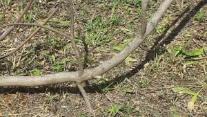 OEL - Croatia follow up (3)